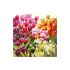 Guardanapo TULIPS 30x30cm