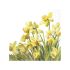 Guardanapo GOLDEN DAFFODILS 30x30cm