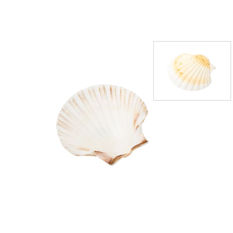 CONCHA BATISMO 10X11CM