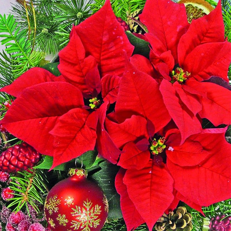 Guardanapo RED POINSETTIA 30x30cm