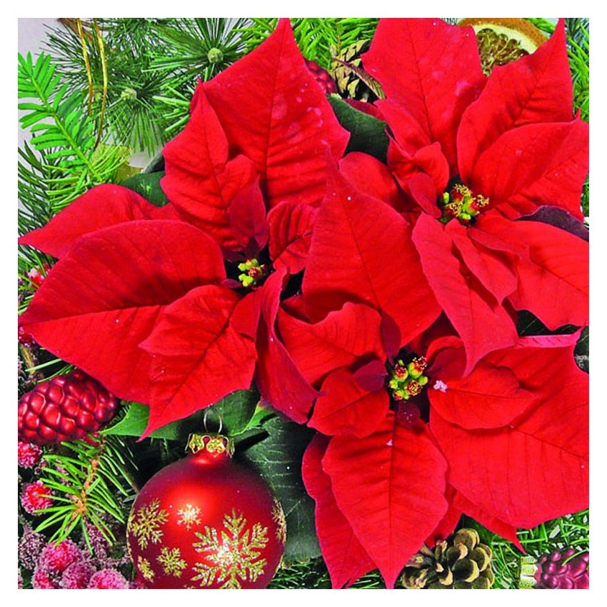 Guardanapo RED POINSETTIA 30x30cm
