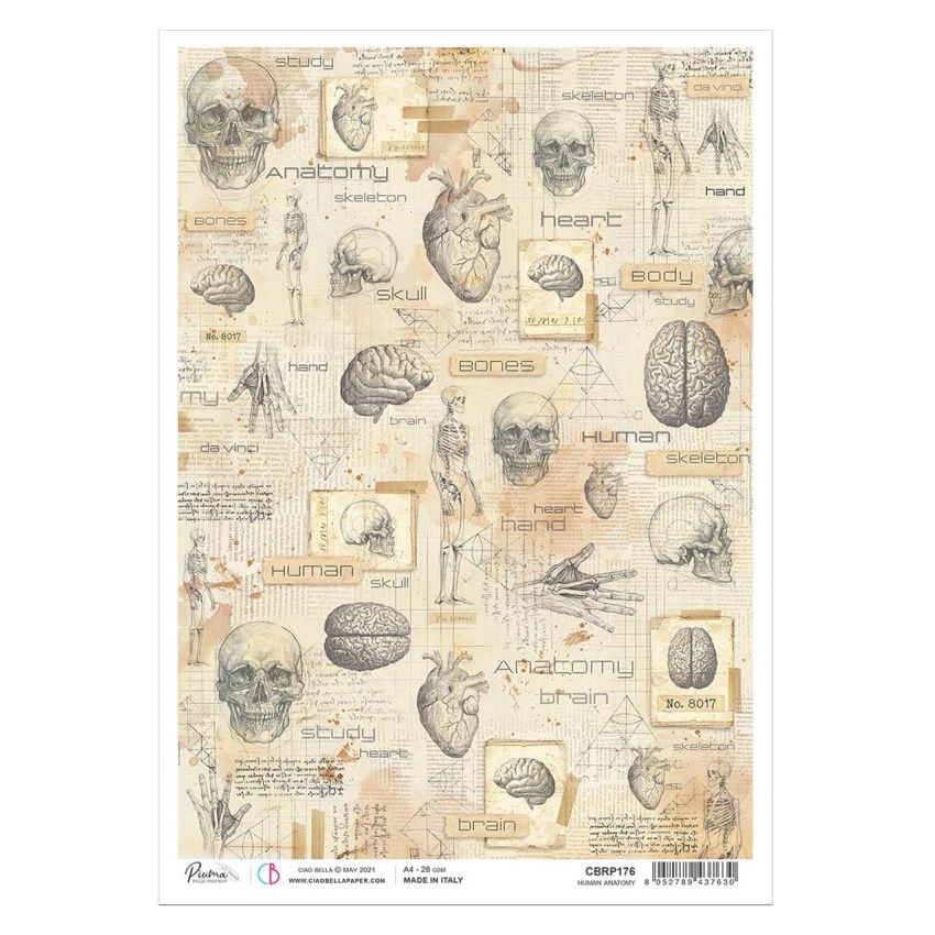Rice Paper A4 Human Anatomy